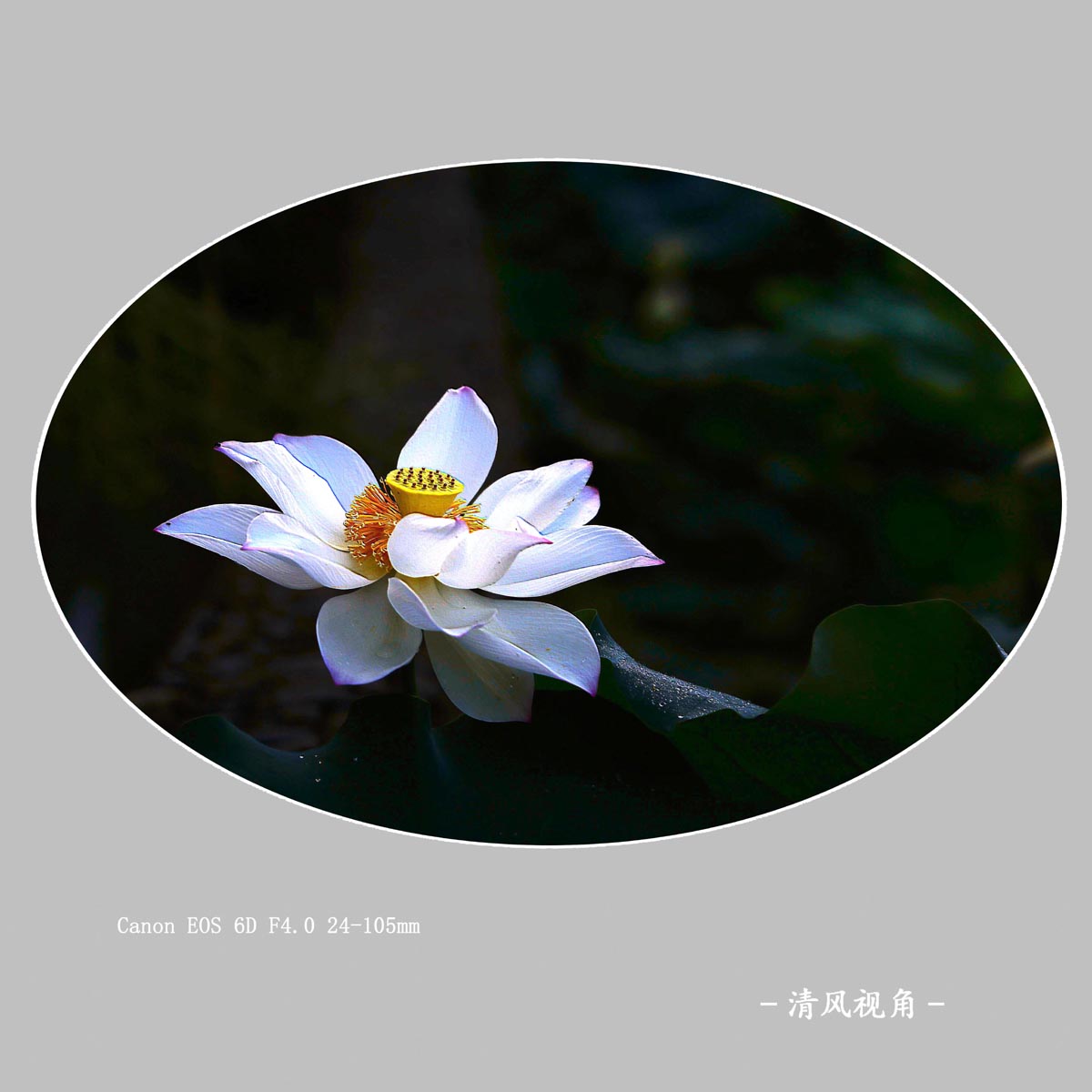 荷花_0942