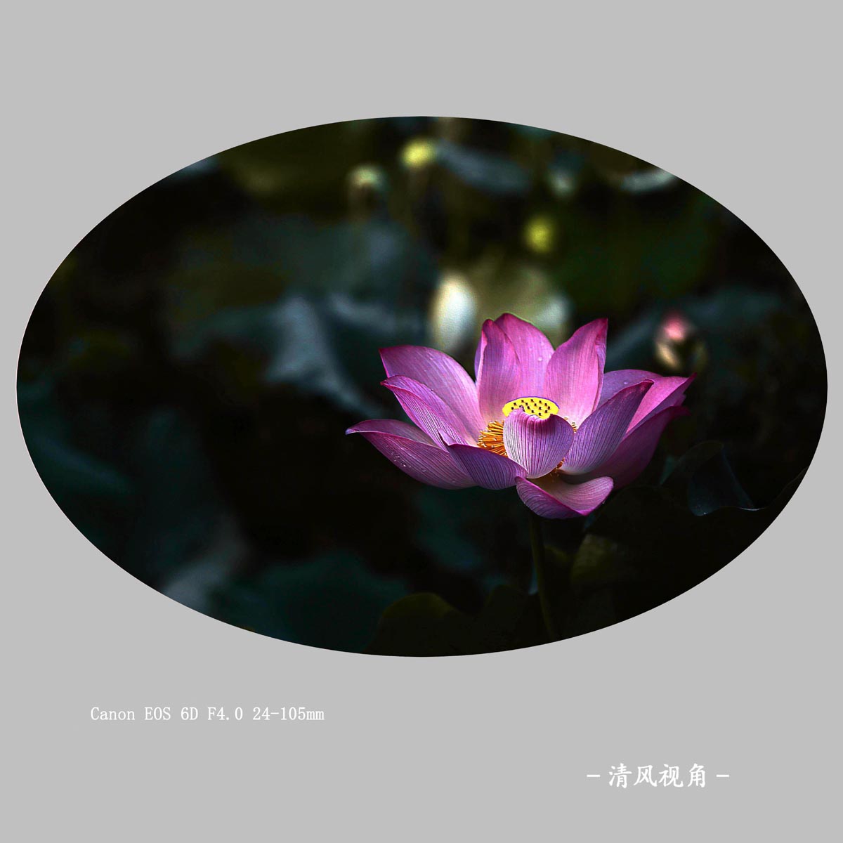 荷花_0936