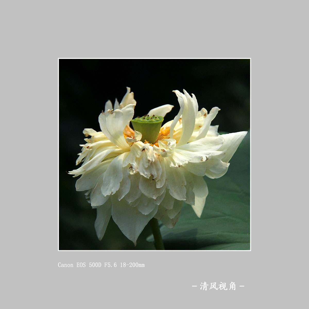荷花_8022