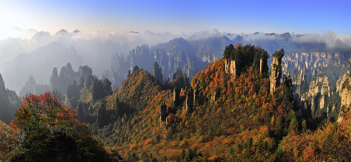 天子山染秋