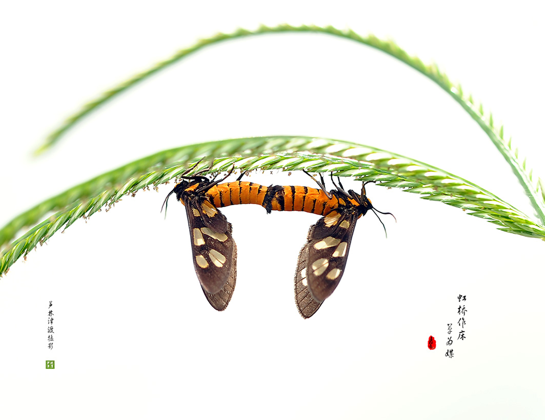 小小思蛾