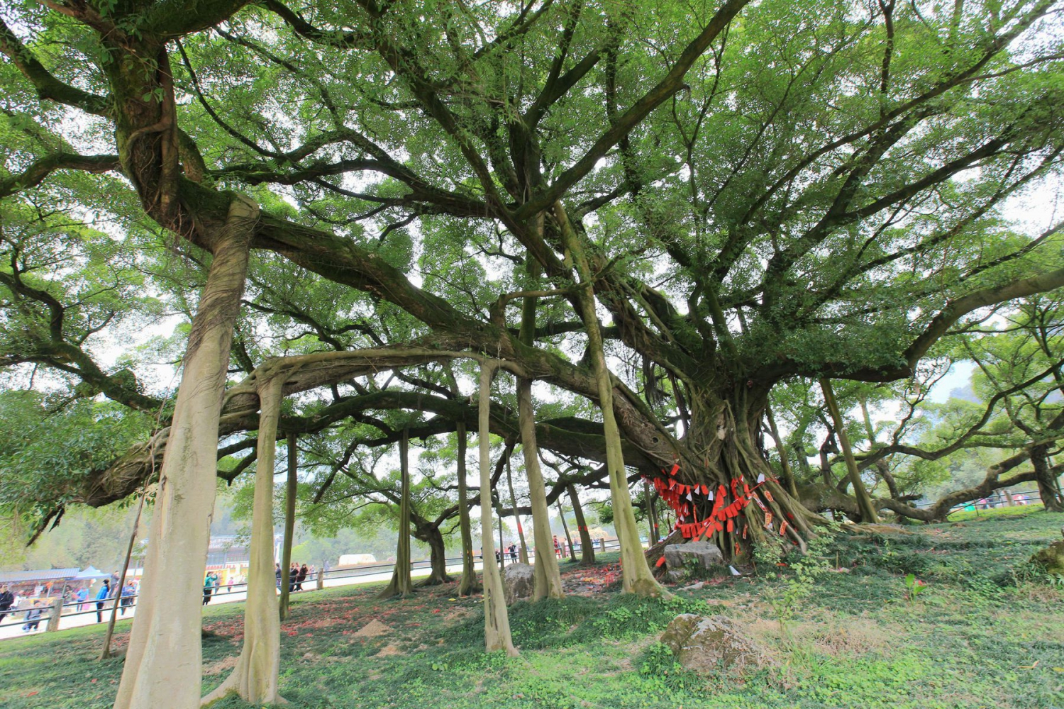 大榕树