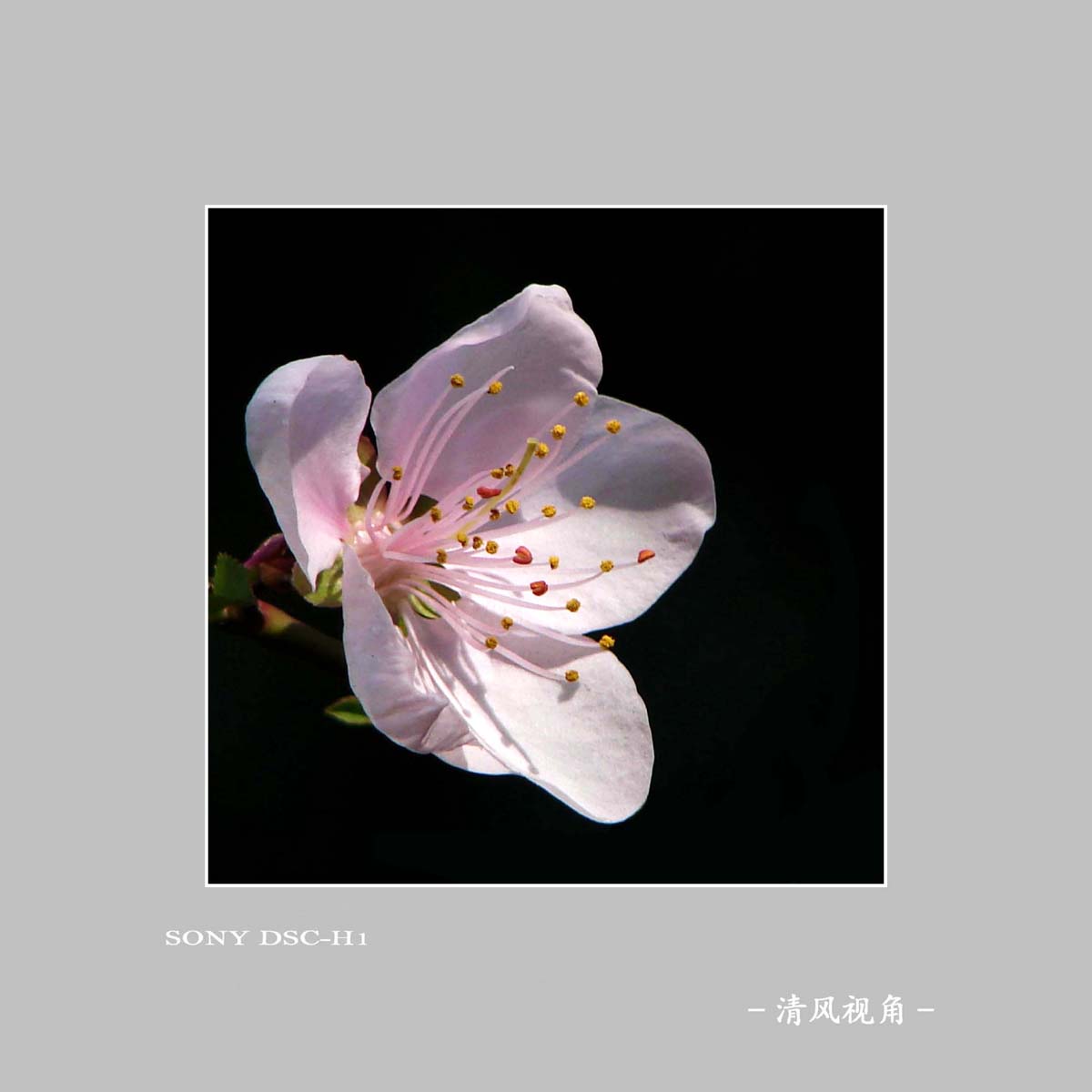 桃花_2758