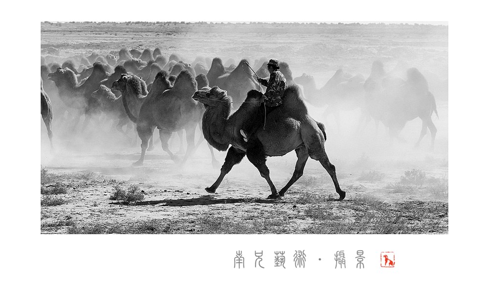 驼影
