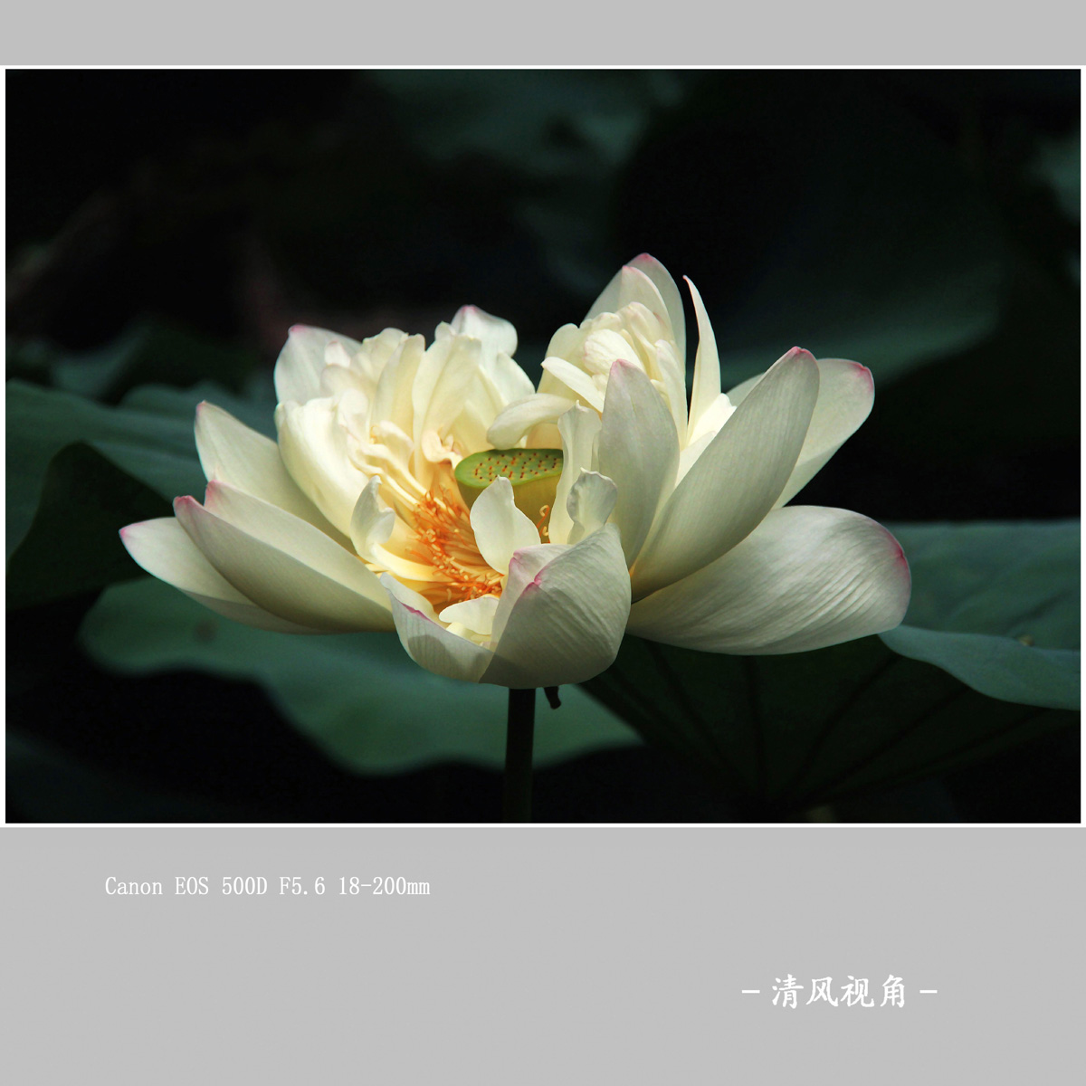 荷花_1072