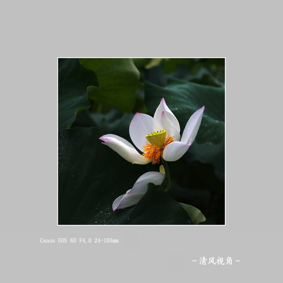 独放_1289