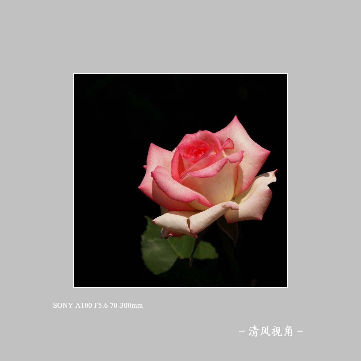 独放_3767