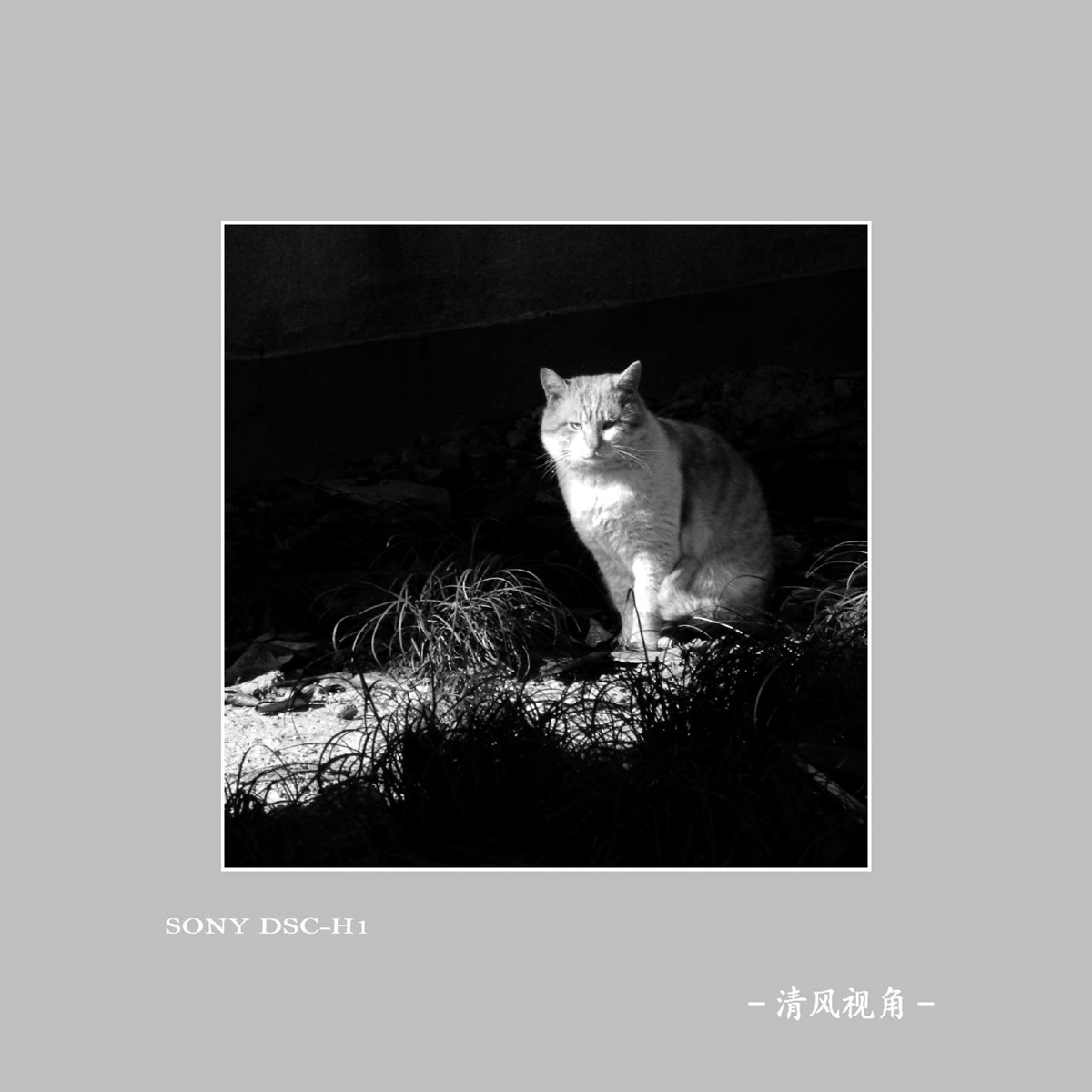 身边随拍_3959