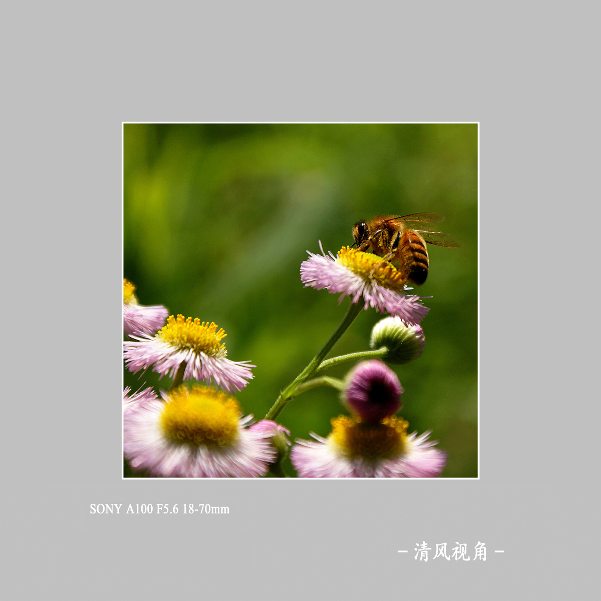 蜂与花_4096