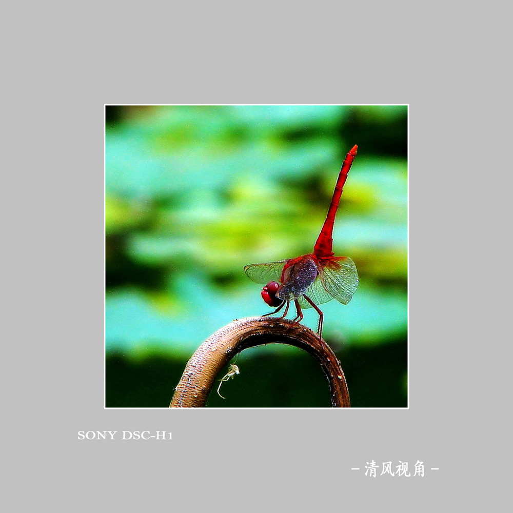 蜻蜓_3941