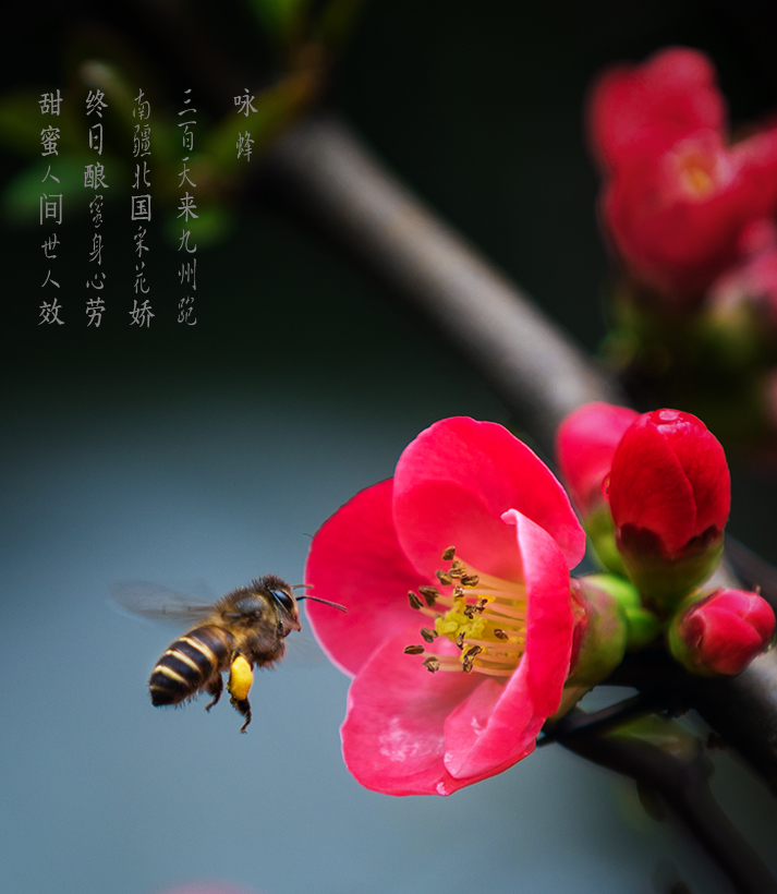 咏蜂