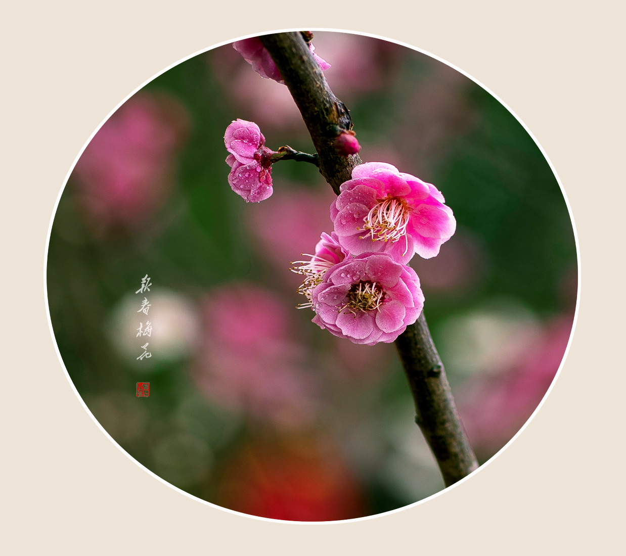 报春梅花