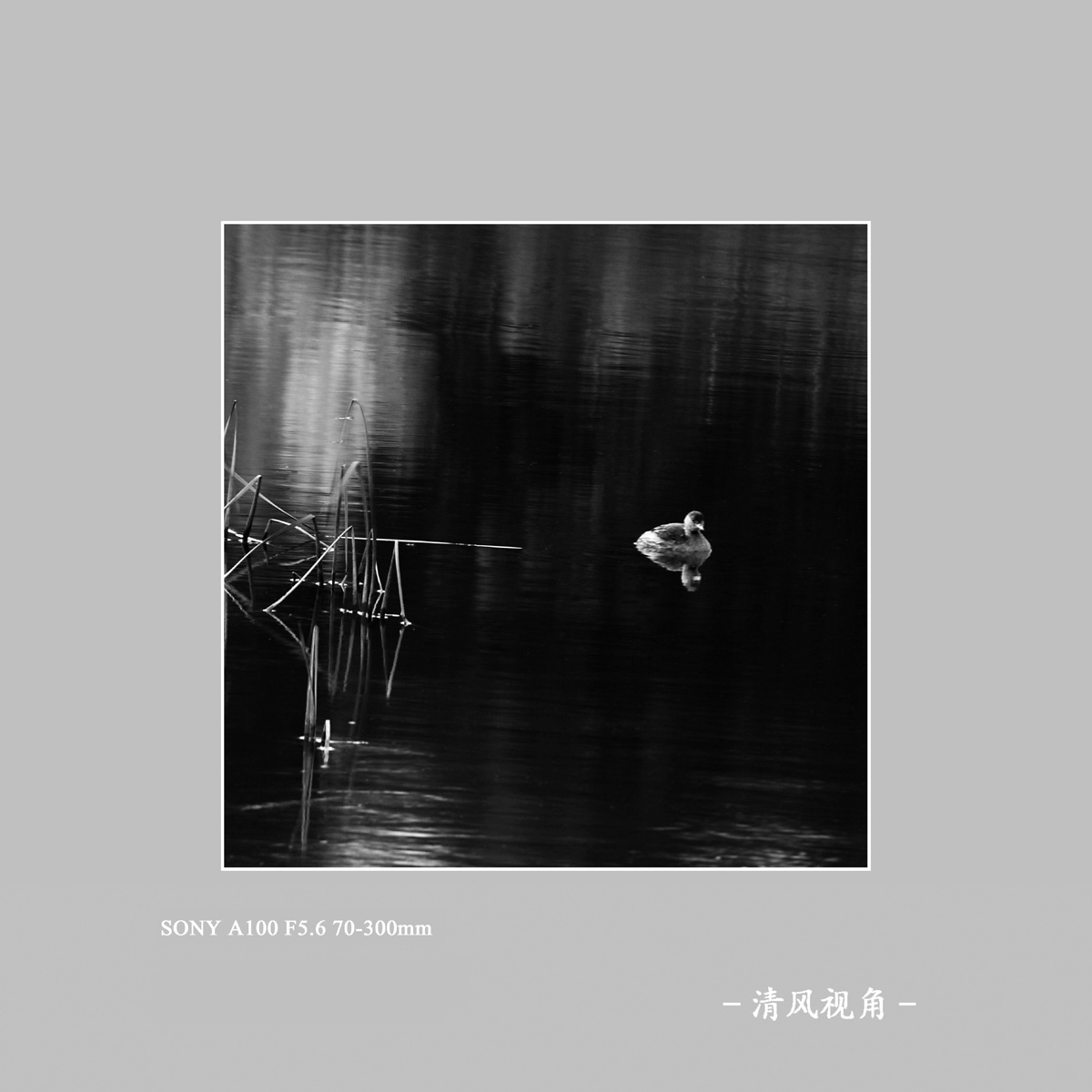鸊鹈_4115