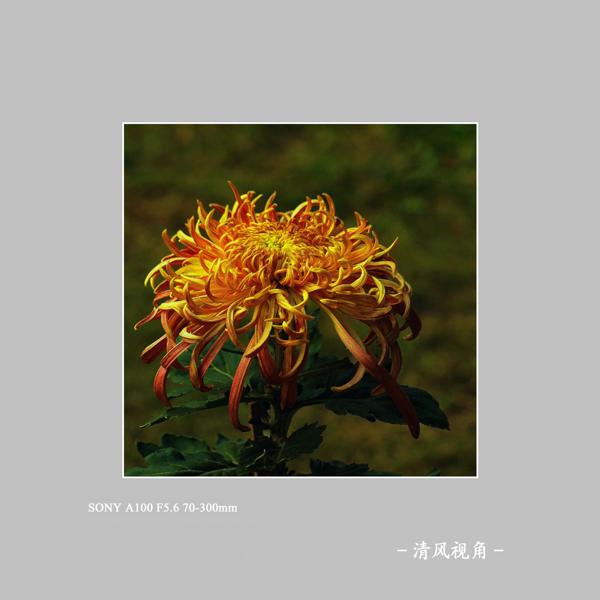 菊花_4045