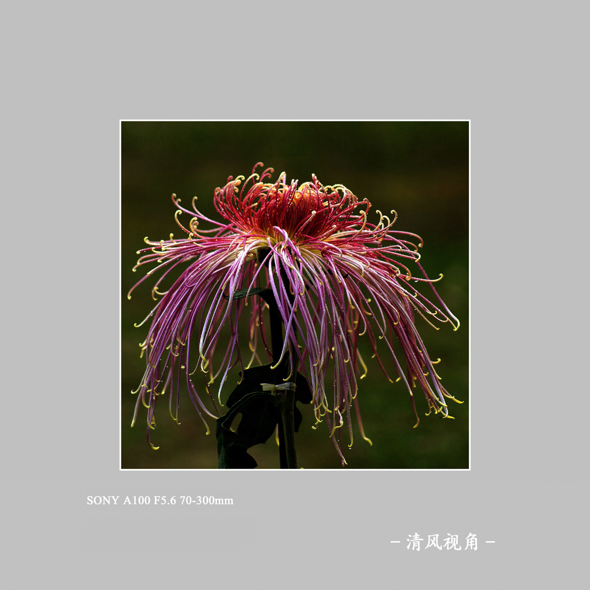 菊花_4050