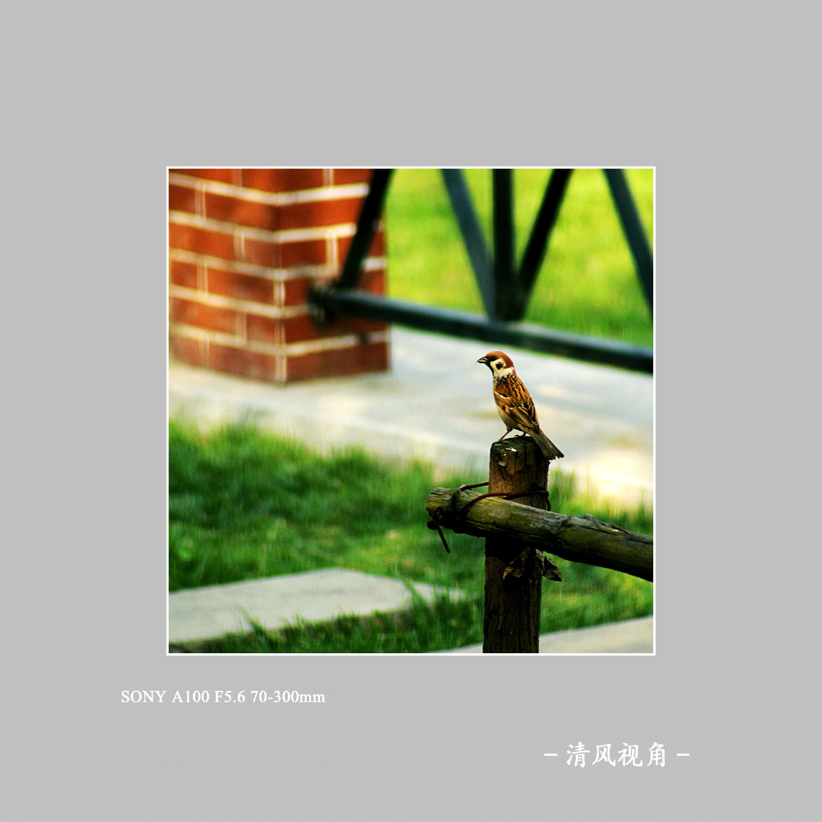 麻雀_4099