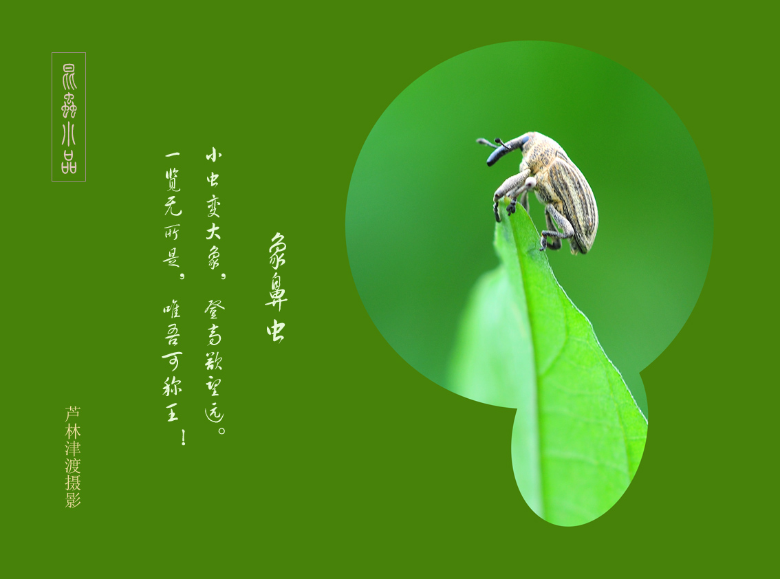 象鼻虫