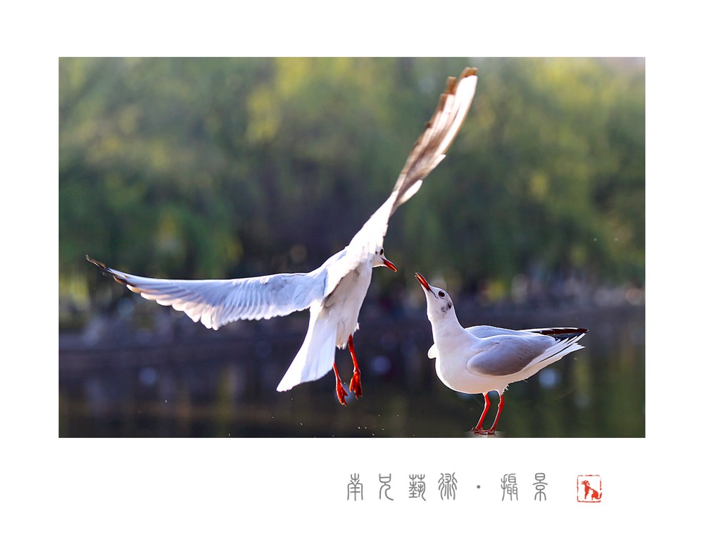 俏俏话