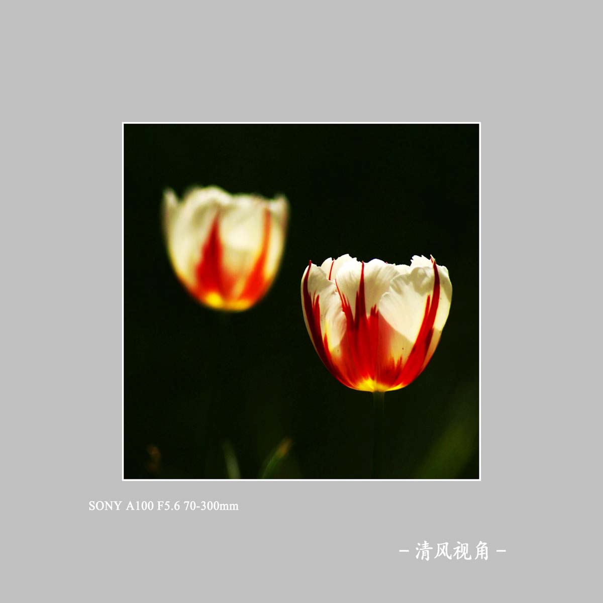 郁金香_4128
