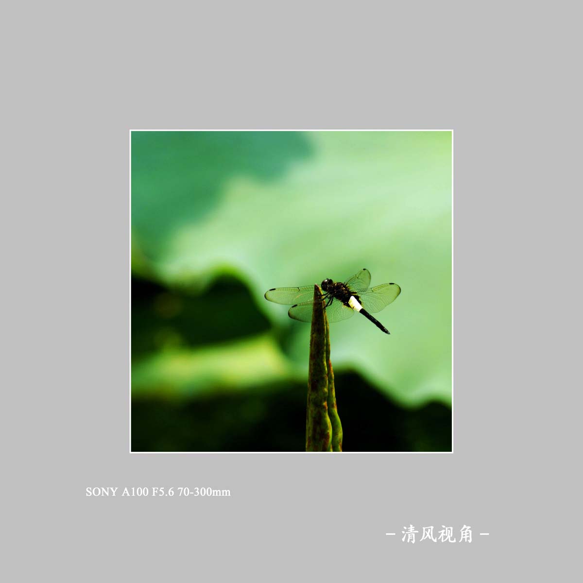 蜻蜓_4130