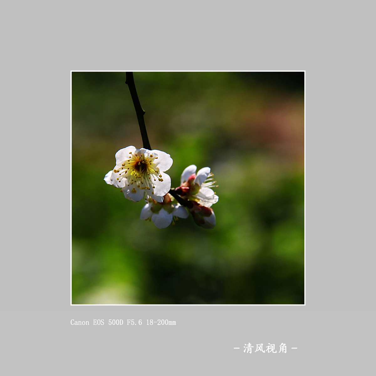 梅花_1736