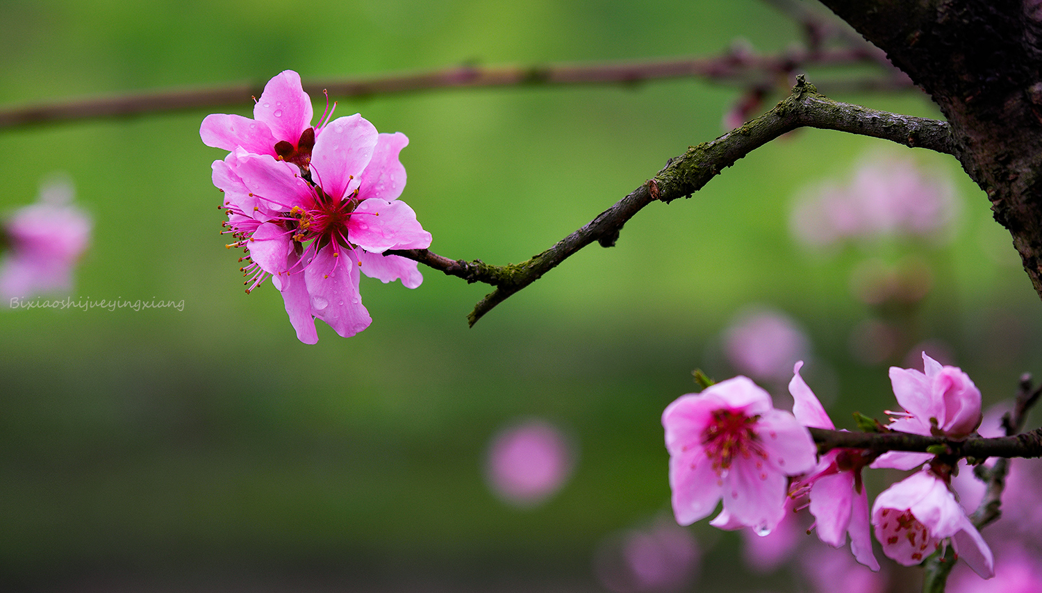 花季2