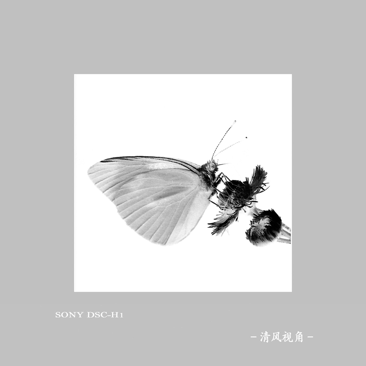 蝶_3943