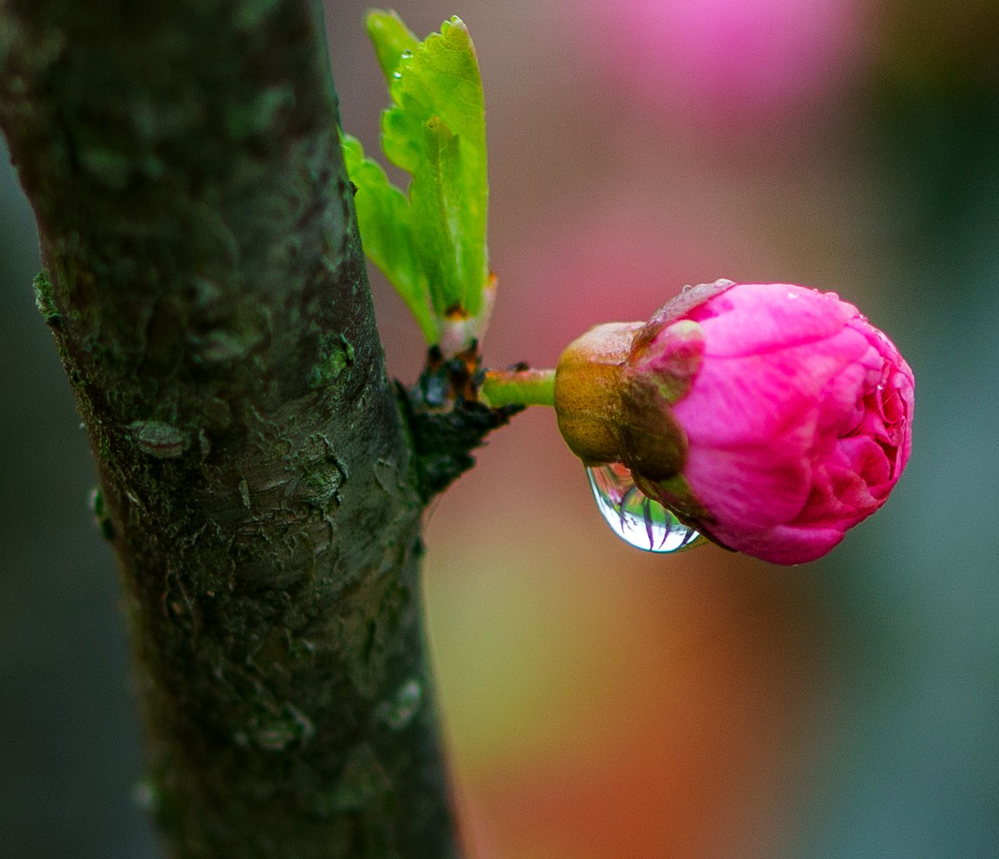 枝头春雨