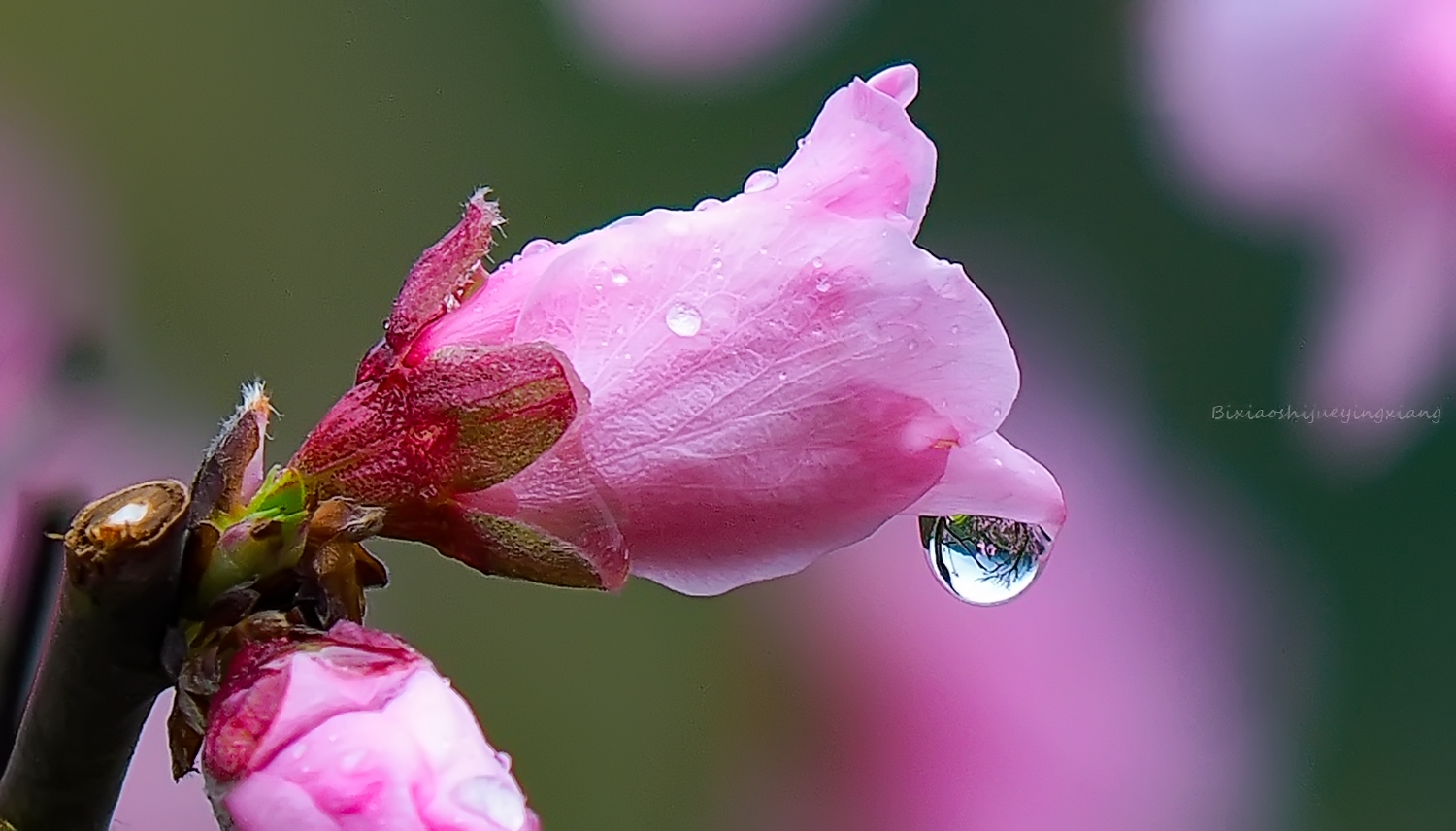 花季3