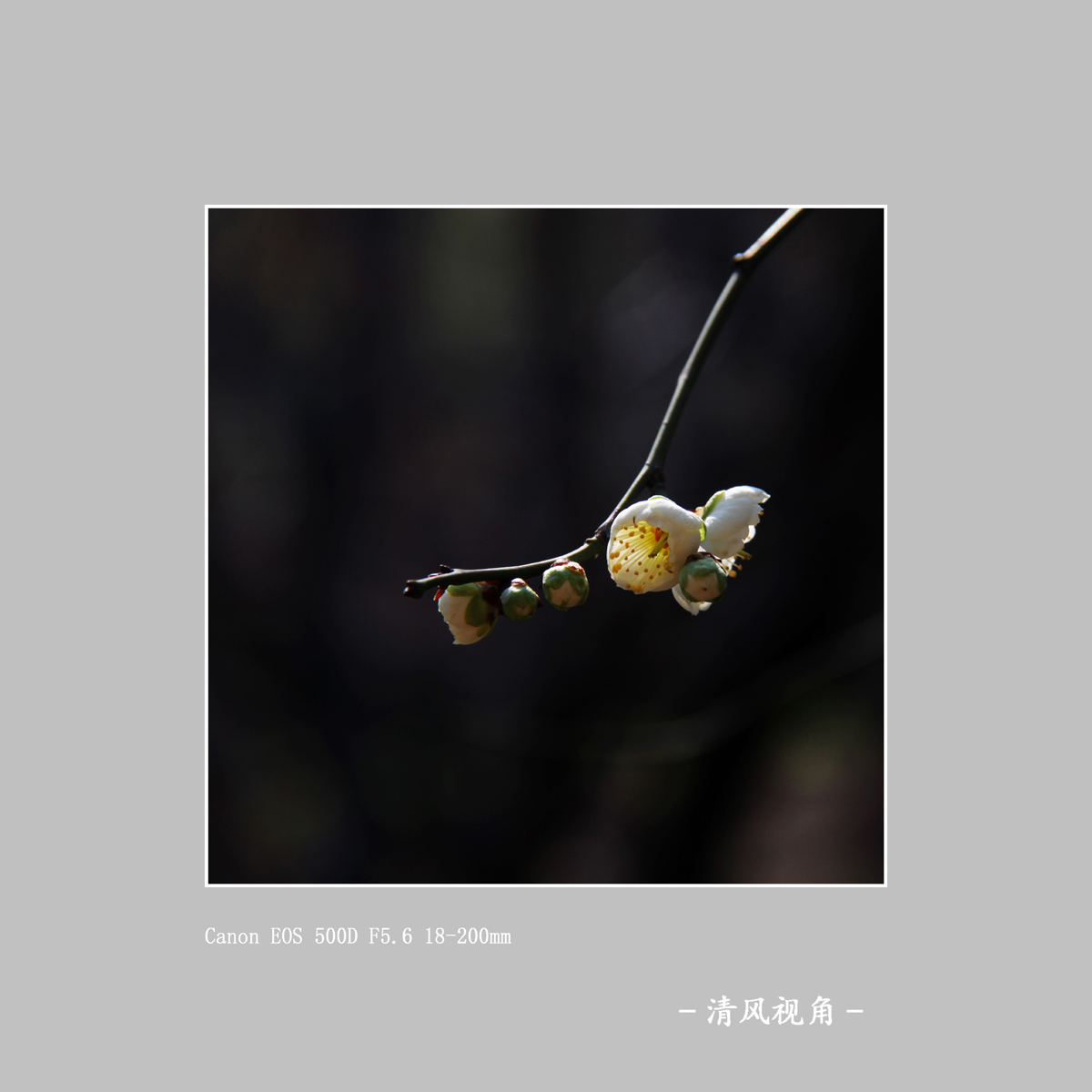 梅花_1785