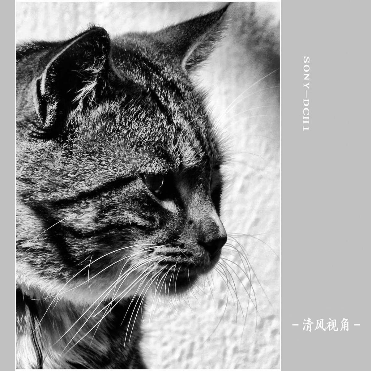 猫_6595