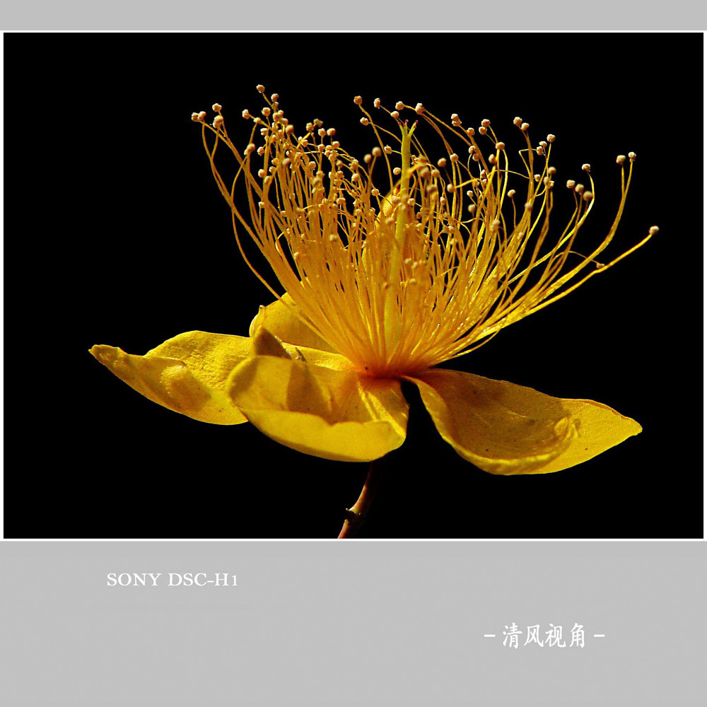 花植_7129