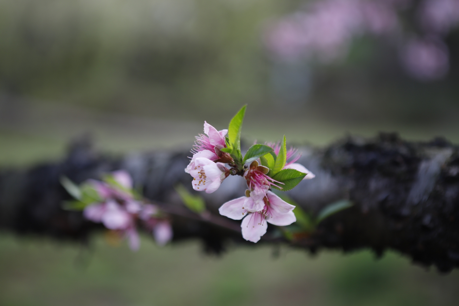 又是一季桃花开