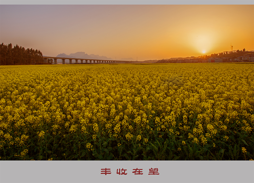 丰收在望