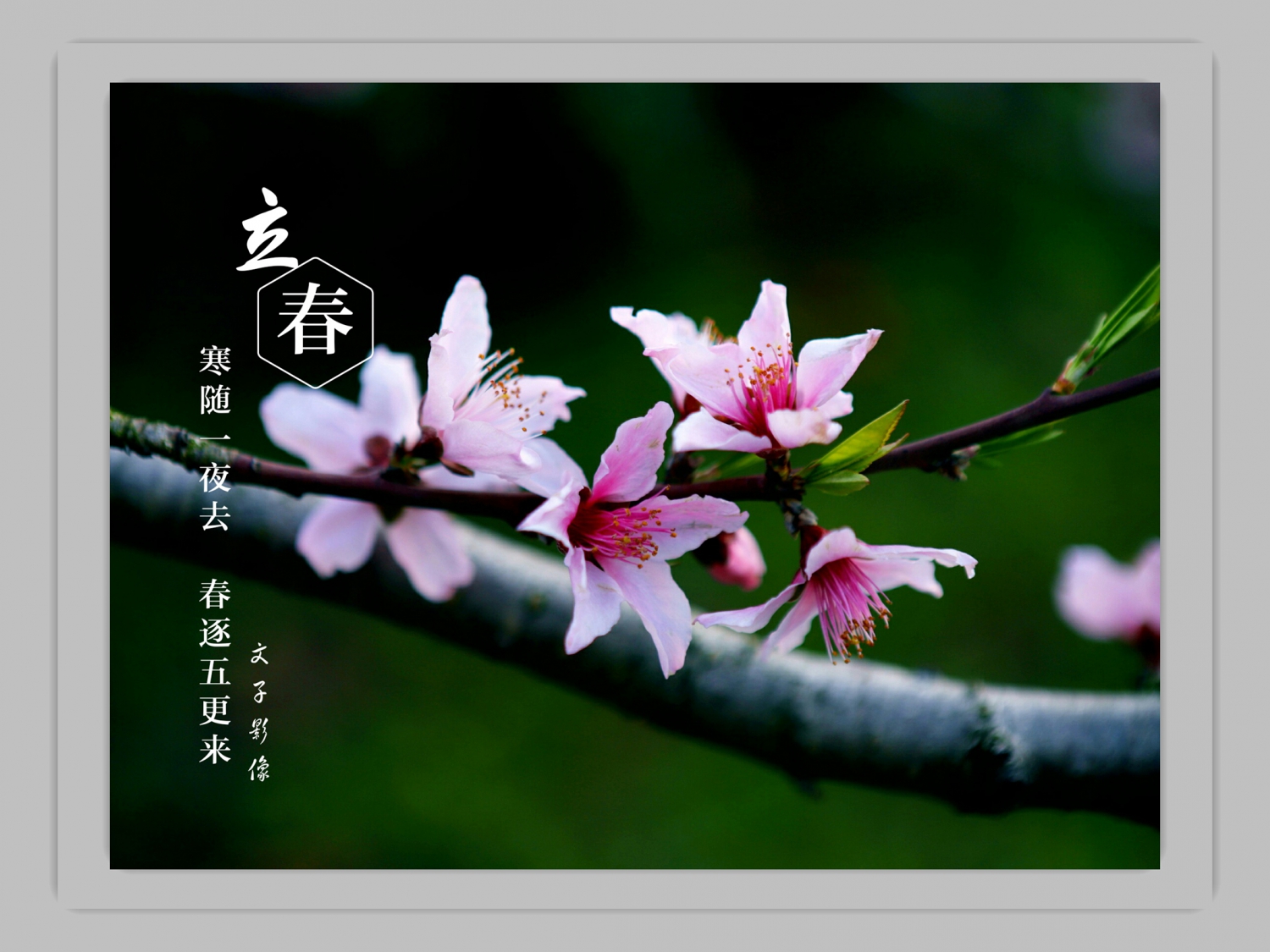桃花嫣红