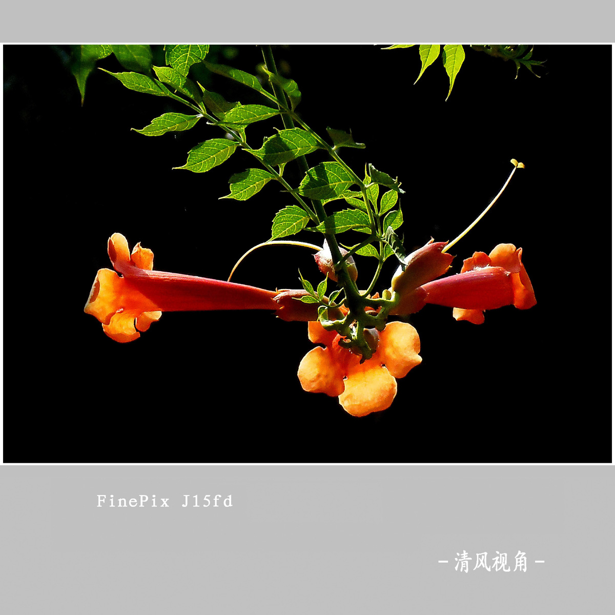 凌霄花_7229