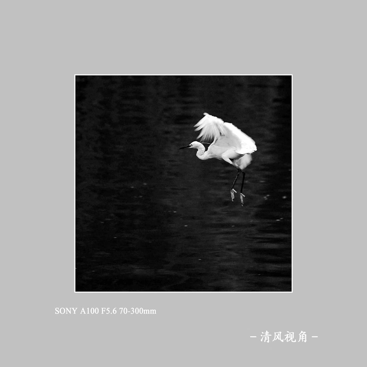 白鹭_7590