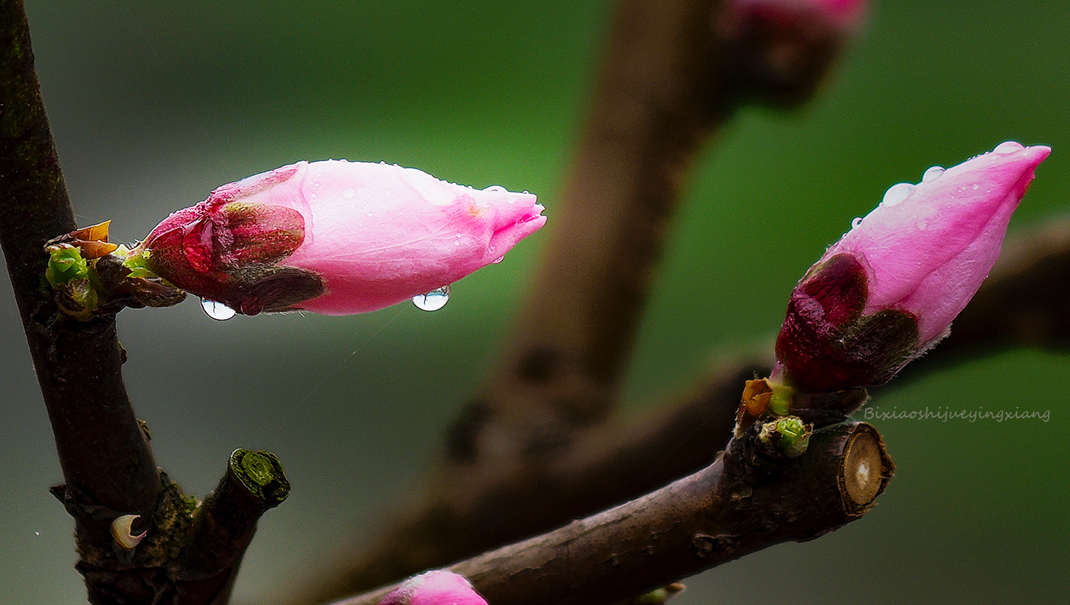 花季5