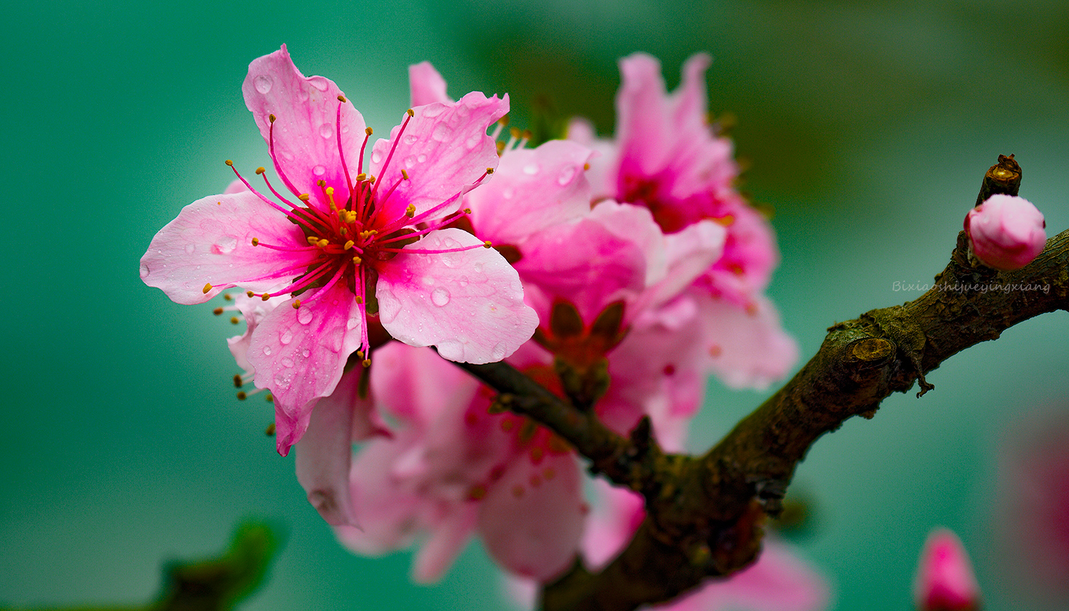 花季4