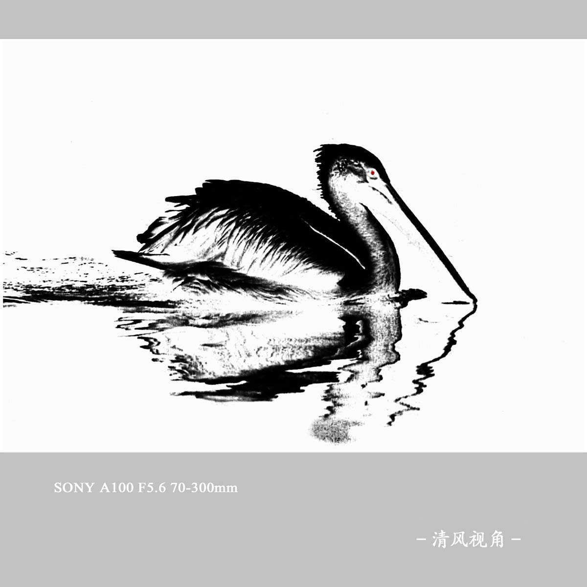 鹈鹕_3255