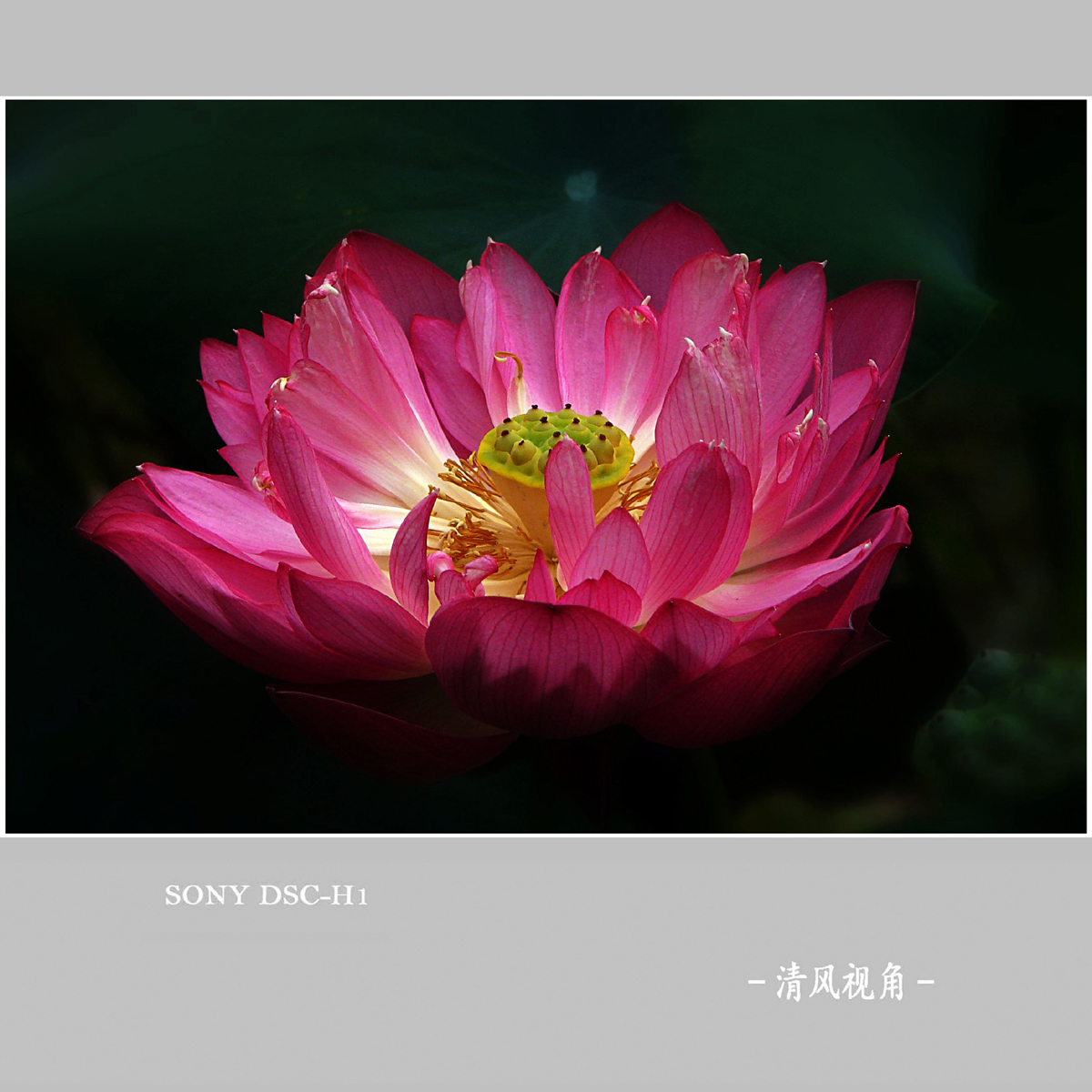 荷花_8653
