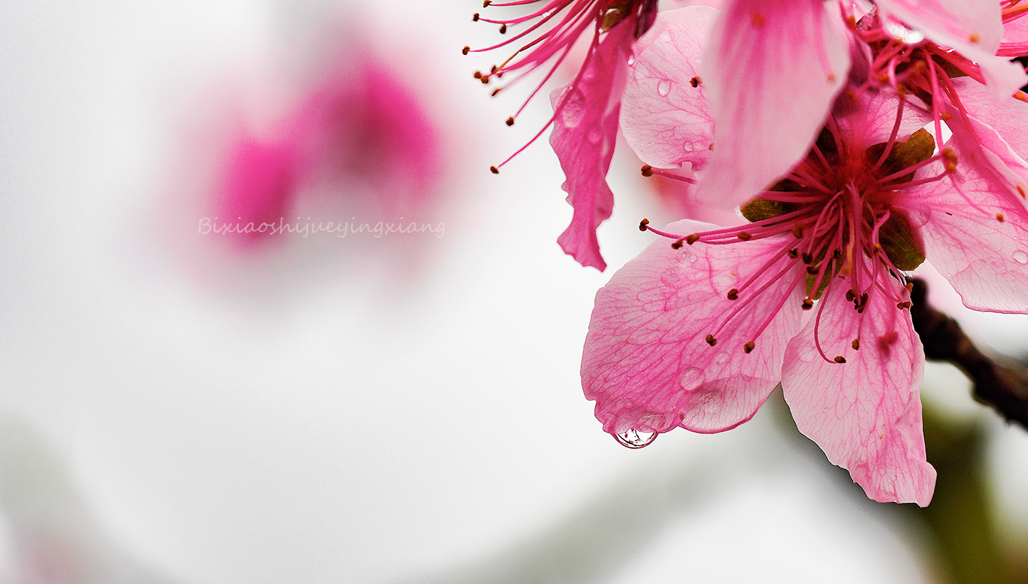 花季6