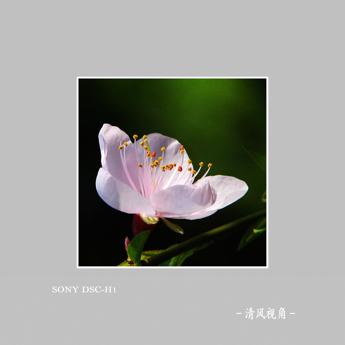 桃花_6129