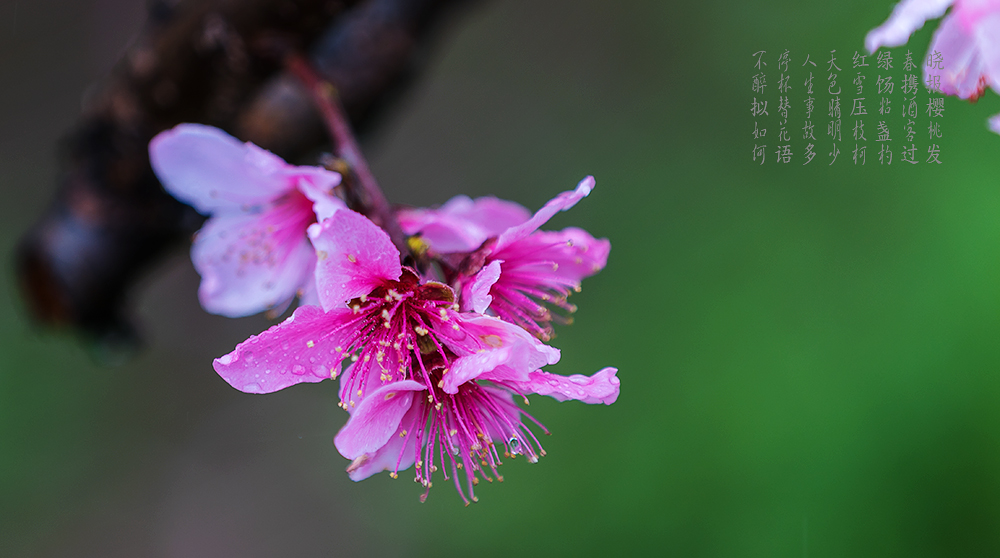 桃花醉