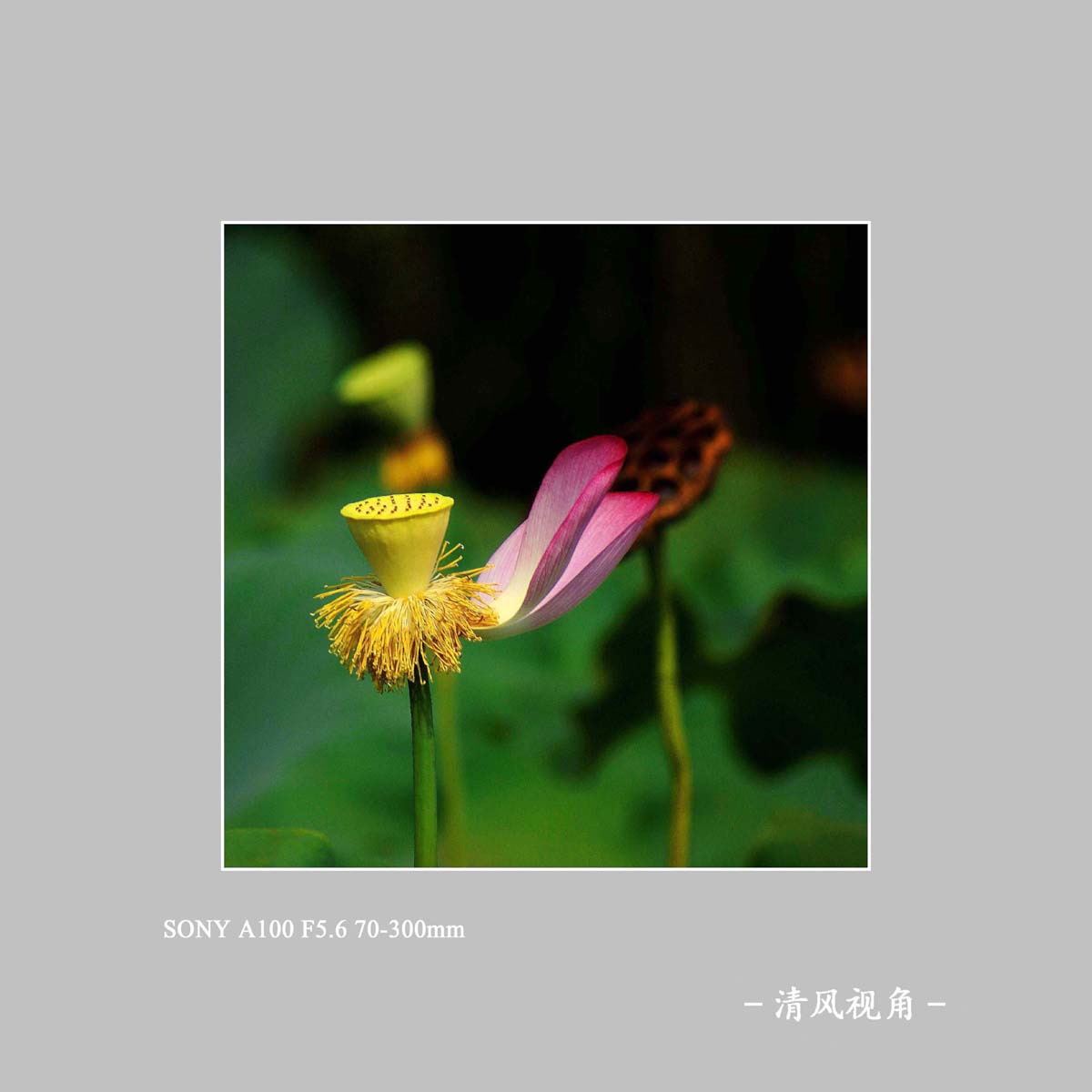 荷花_3077