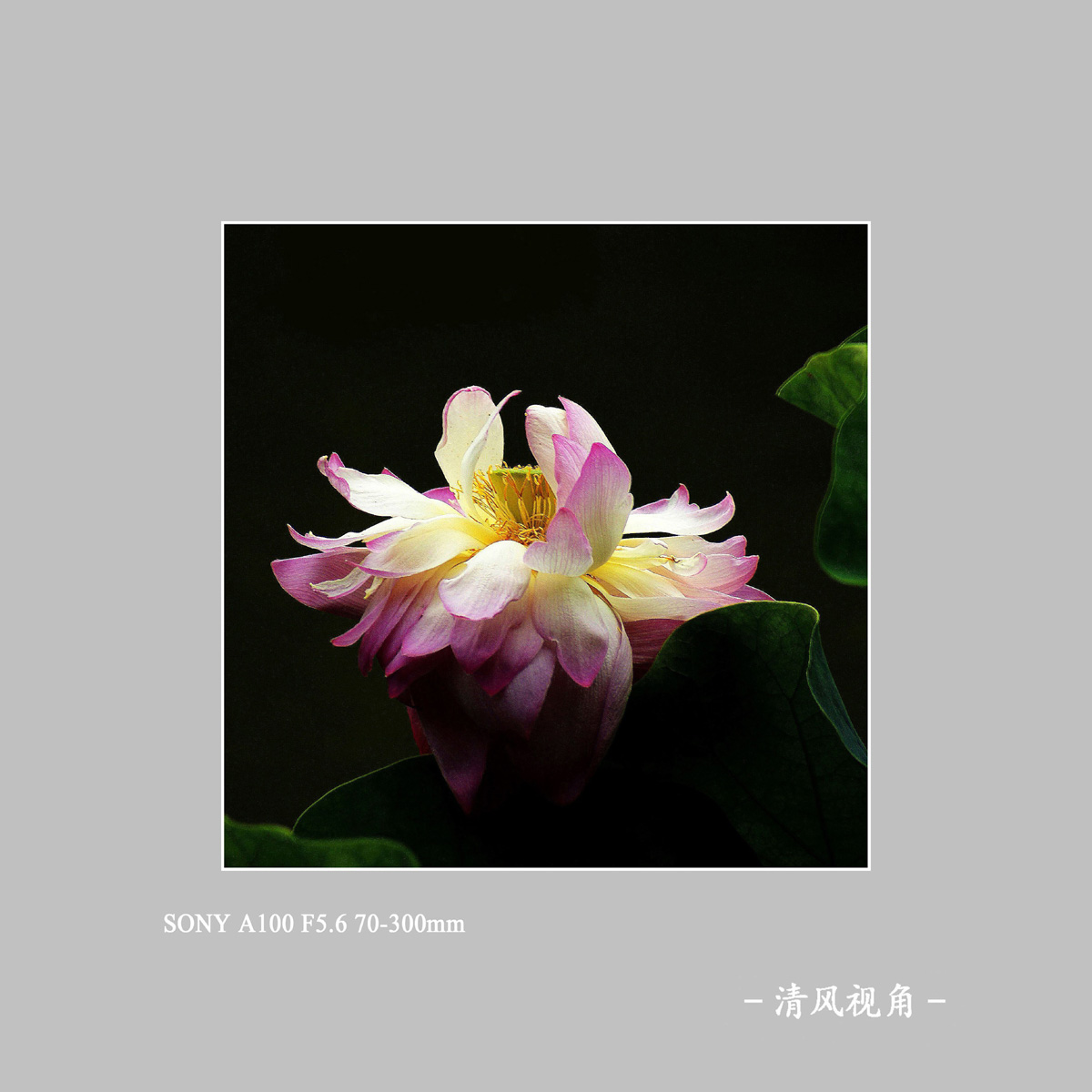 荷花_3080