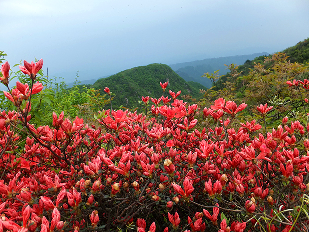 黄花溪神鹰山的红杜鹃