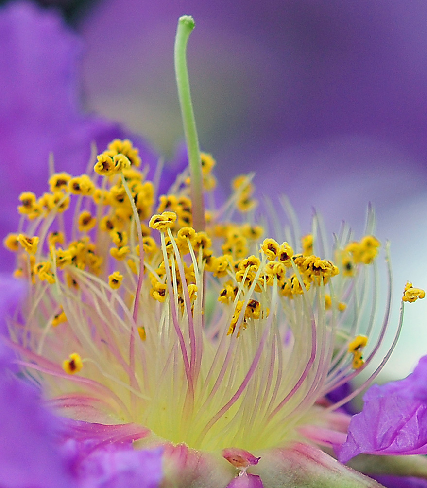 春花怒放