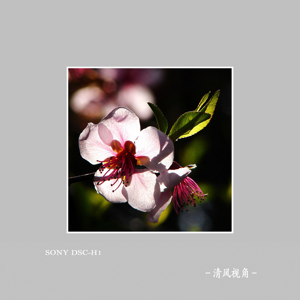 桃花_6126