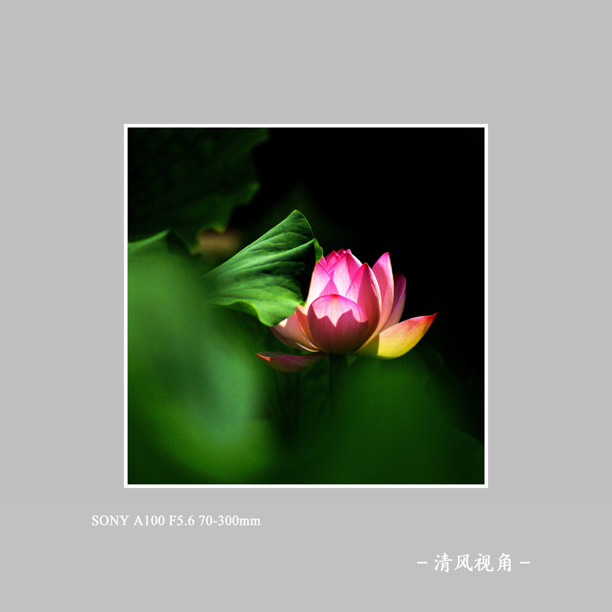 荷花_1211